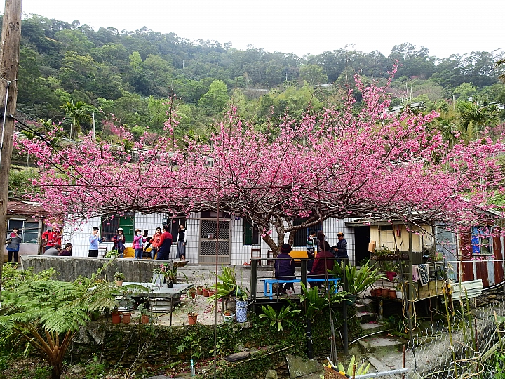 霧台上方山路一公里遠距拍櫻王,並介紹霧台再往上6.5公里的阿禮風光,也請關心台灣的山坡地。