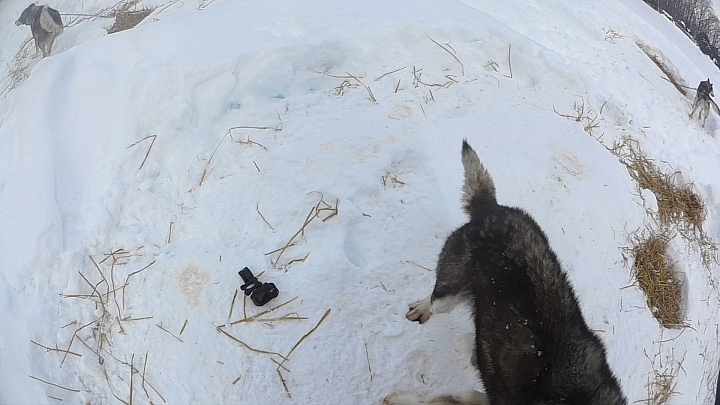 北海道 雪橇犬之旅 全日本壓馬路(株)