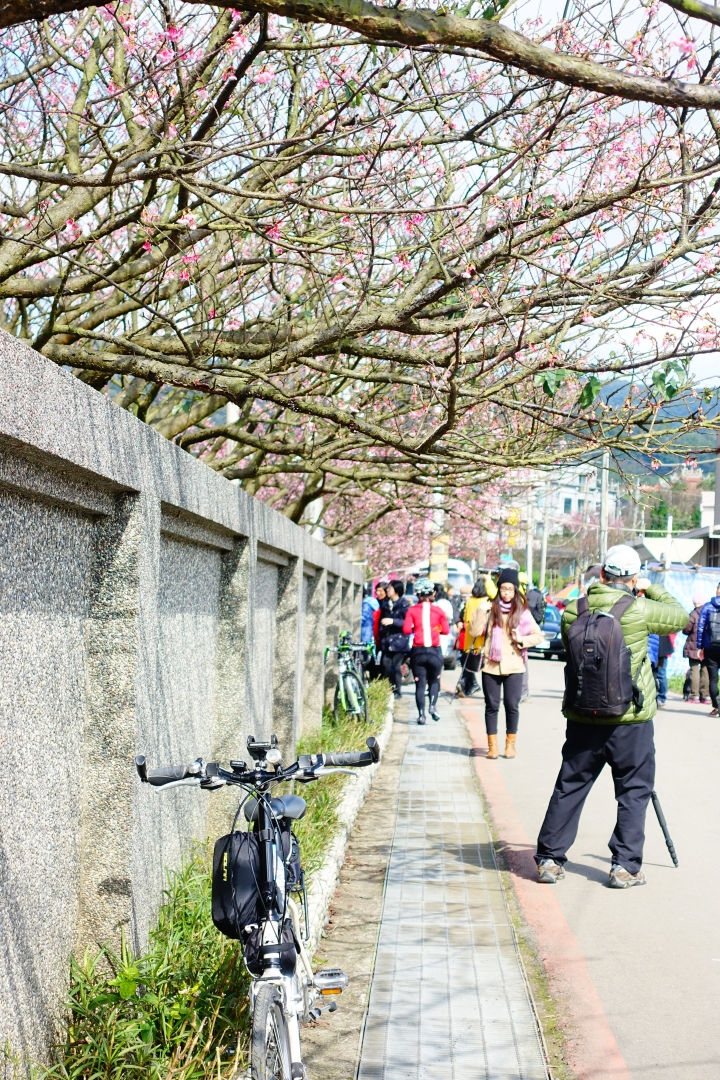 賞櫻趣之平菁街42巷
