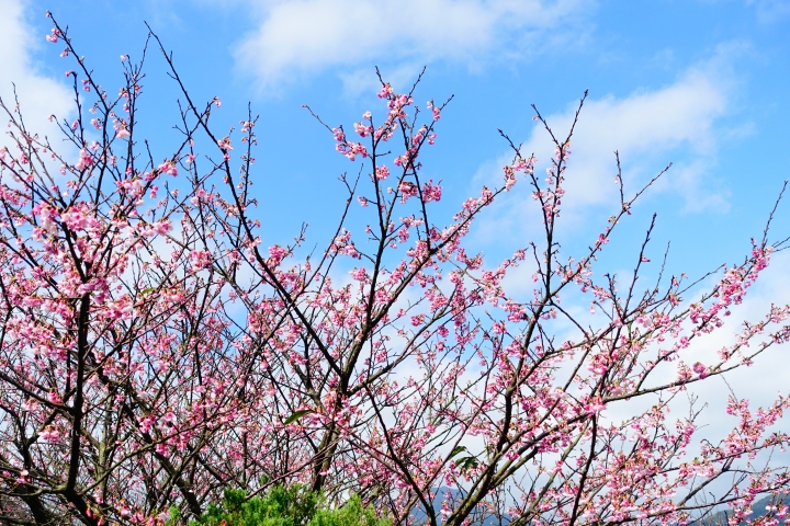 賞櫻趣之平菁街42巷