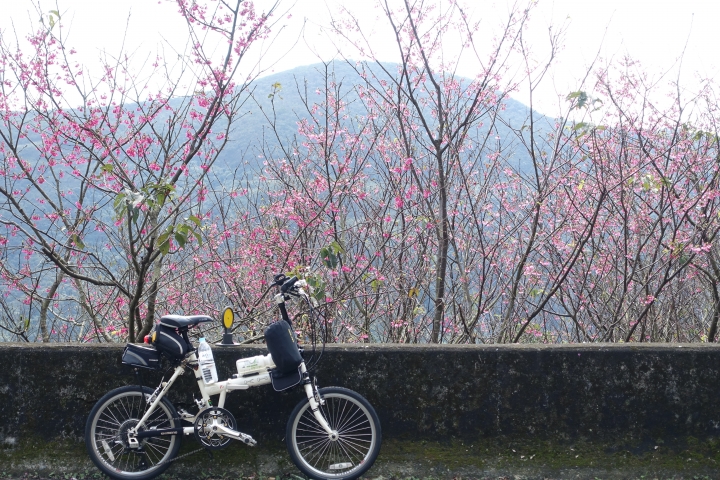 賞櫻趣之平菁街42巷
