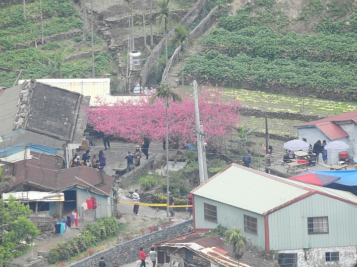 霧台上方山路一公里遠距拍櫻王,並介紹霧台再往上6.5公里的阿禮風光,也請關心台灣的山坡地。