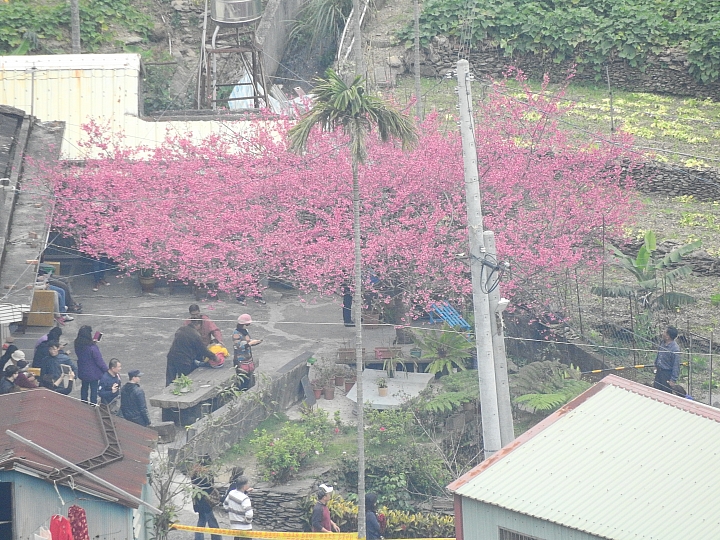 霧台上方山路一公里遠距拍櫻王,並介紹霧台再往上6.5公里的阿禮風光,也請關心台灣的山坡地。