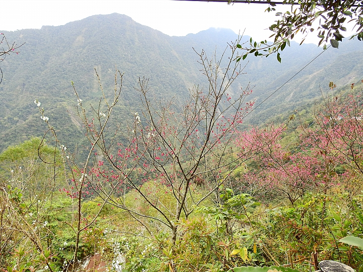 霧台上方山路一公里遠距拍櫻王,並介紹霧台再往上6.5公里的阿禮風光,也請關心台灣的山坡地。