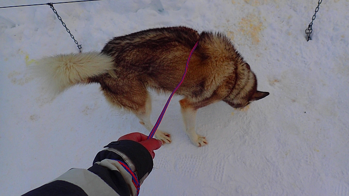 北海道 雪橇犬之旅 全日本壓馬路(株)