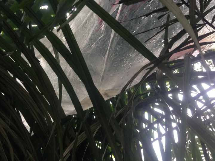 狗皮膏 ™ 災難自保學 & 野外求生學