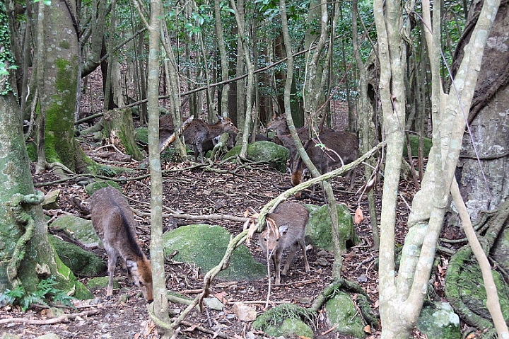 【九州】屋久島