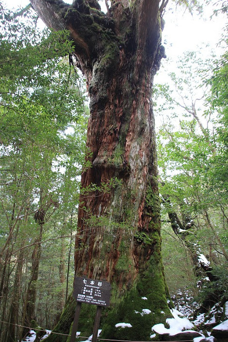 【九州】屋久島