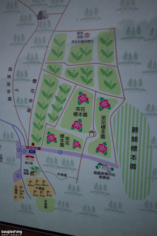 【遊記│南投鹿谷】鳳凰自然教育園區(台大茶園)/櫻花雨隧道