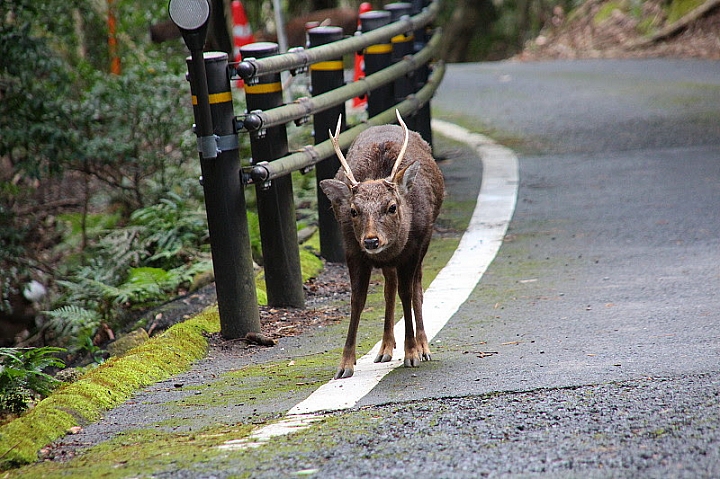 【九州】屋久島