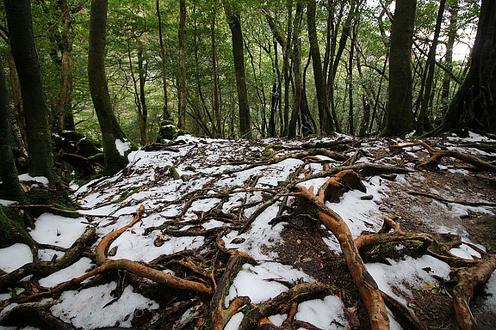 【九州】屋久島