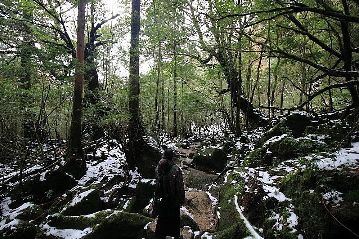 【九州】屋久島