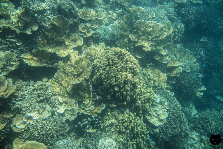 【黑貓攝影遊記】帛琉-與海洋和星空的約定