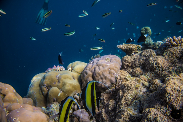 【黑貓攝影遊記】帛琉-與海洋和星空的約定