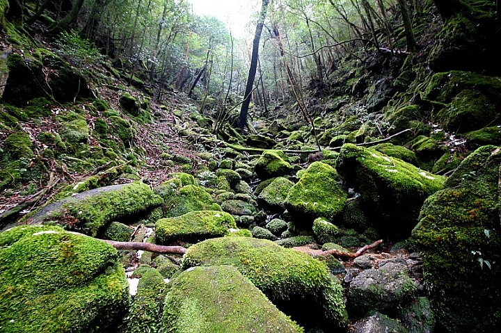 【九州】屋久島