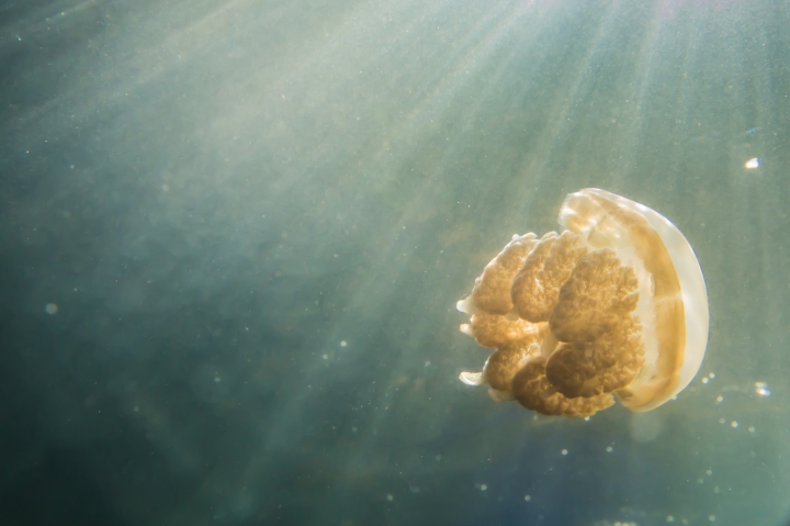 【黑貓攝影遊記】帛琉-與海洋和星空的約定