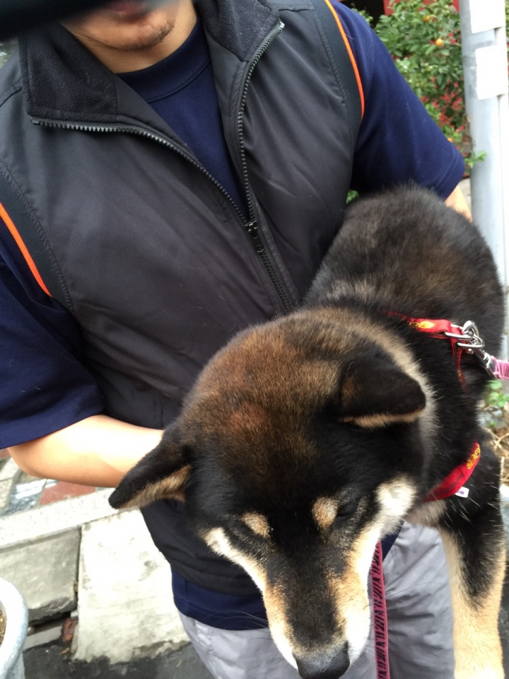 請問柴犬達人,我家的狗子被我養到變色了,怎麼辦?