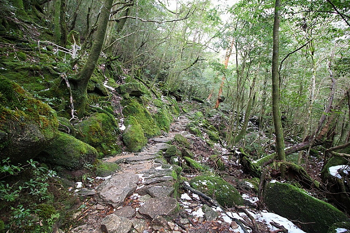 【九州】屋久島