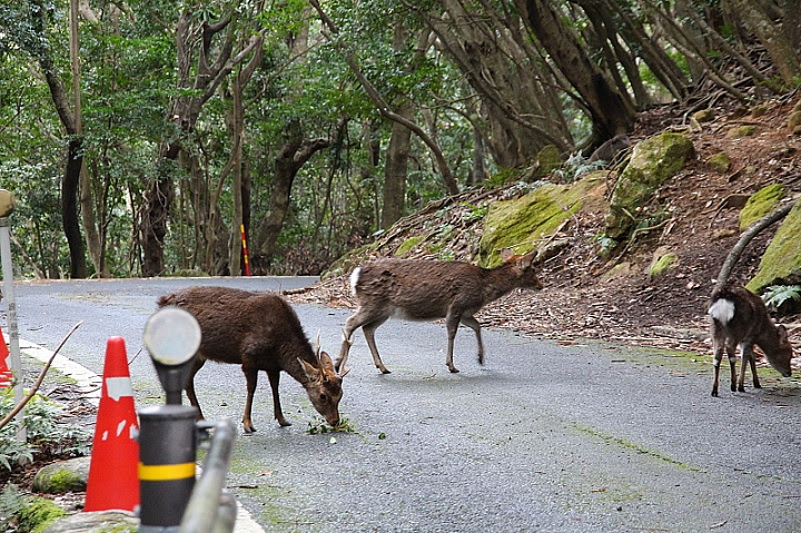 【九州】屋久島