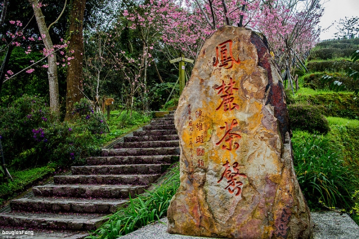【遊記│南投鹿谷】鳳凰自然教育園區(台大茶園)/櫻花雨隧道