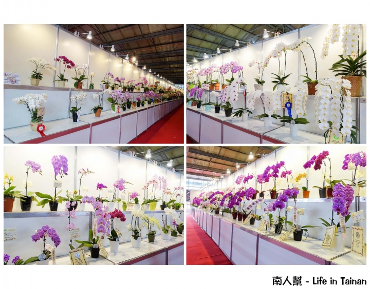【台南市後壁區-展覽】期間限定賞蘭花~~2016臺灣國際蘭展(至03月21日)