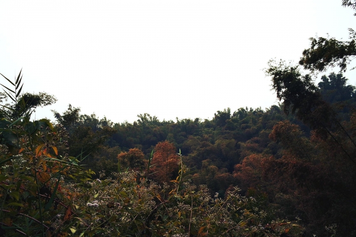 【台南六甲】『夢之湖』私房景點♡臥虎藏龍般的竹林秘境倒映著湖光水色