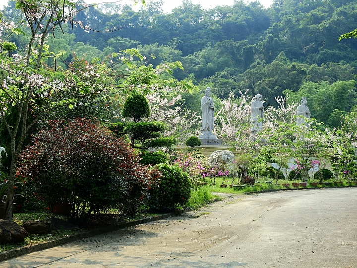 泰國櫻花花旗木,桃花陣雨綻放六龜天台山黃金寶殿。