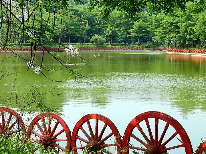 泰國櫻花花旗木,桃花陣雨綻放六龜天台山黃金寶殿。