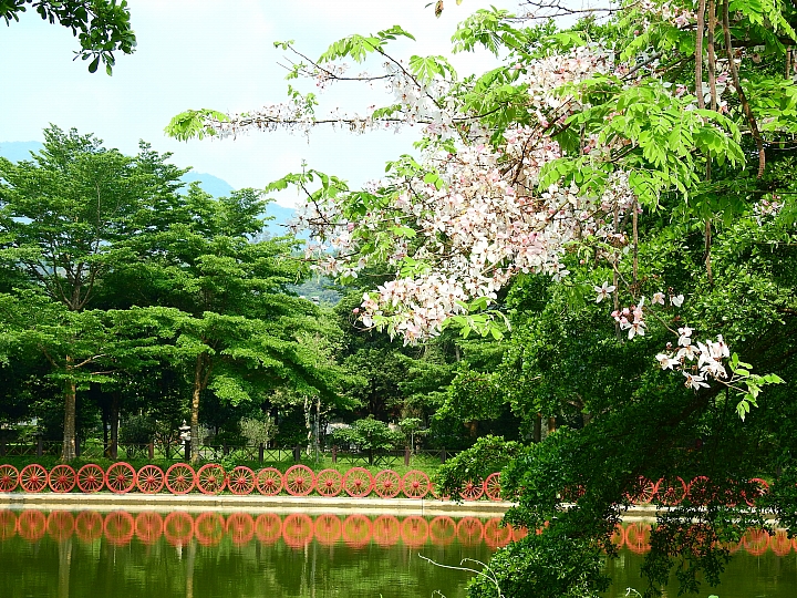 泰國櫻花花旗木,桃花陣雨綻放六龜天台山黃金寶殿。
