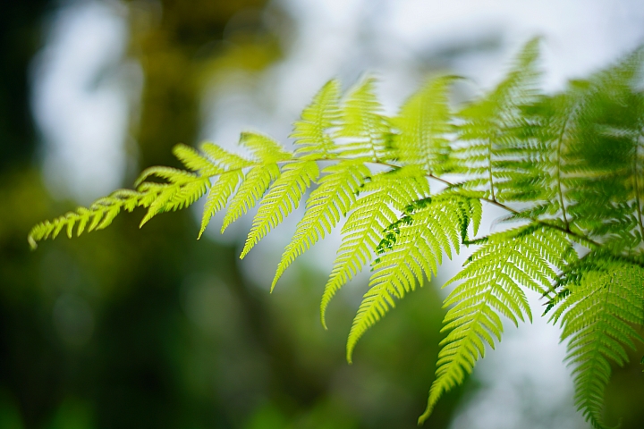 FE首顆平價大光圈鏡頭登場‧Sony FE 50mm f/1.8