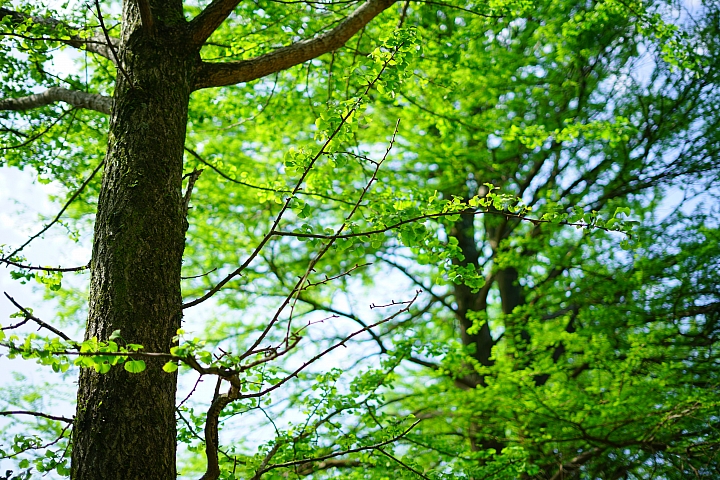 FE首顆平價大光圈鏡頭登場‧Sony FE 50mm f/1.8