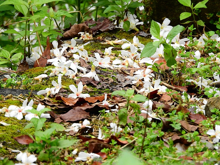 來涼山瀑布吧!油桐花兒開開正漂亮!