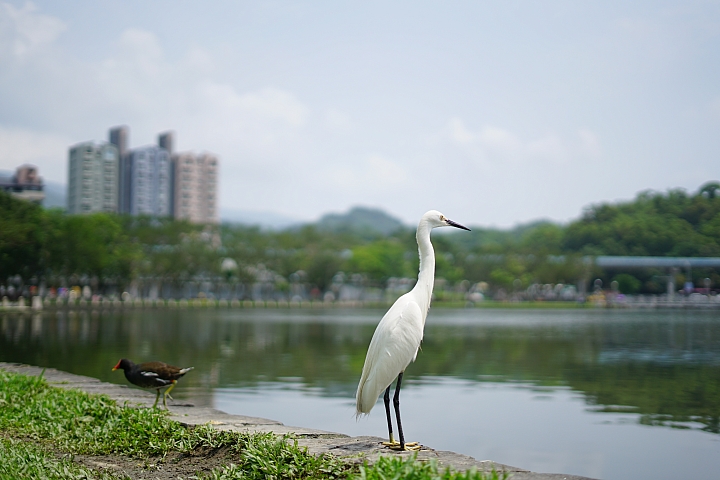 FE首顆平價大光圈鏡頭登場‧Sony FE 50mm f/1.8