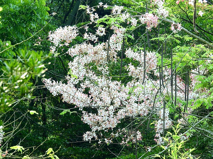 泰國櫻花花旗木,桃花陣雨綻放六龜天台山黃金寶殿。