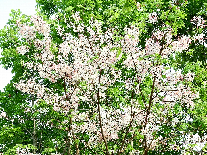 泰國櫻花花旗木,桃花陣雨綻放六龜天台山黃金寶殿。