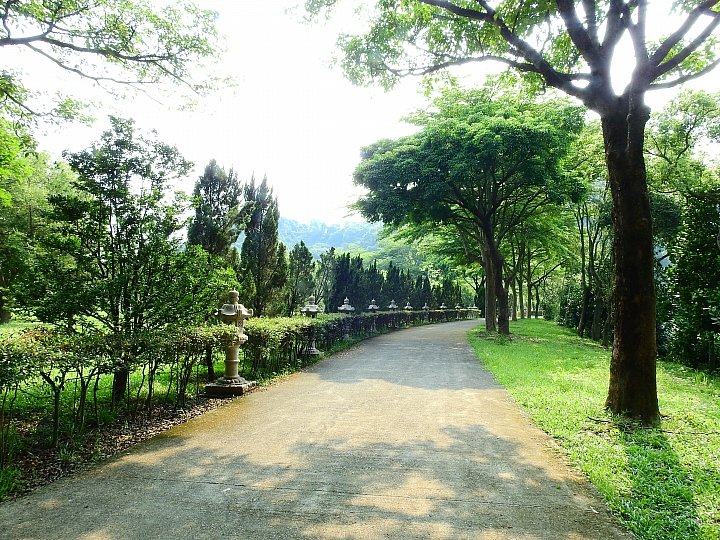泰國櫻花花旗木,桃花陣雨綻放六龜天台山黃金寶殿。