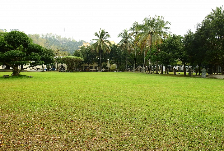 泰國櫻花花旗木,桃花陣雨綻放六龜天台山黃金寶殿。