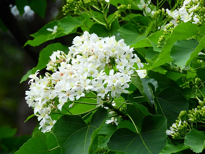 來涼山瀑布吧!油桐花兒開開正漂亮!
