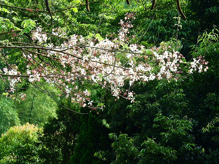 泰國櫻花花旗木,桃花陣雨綻放六龜天台山黃金寶殿。