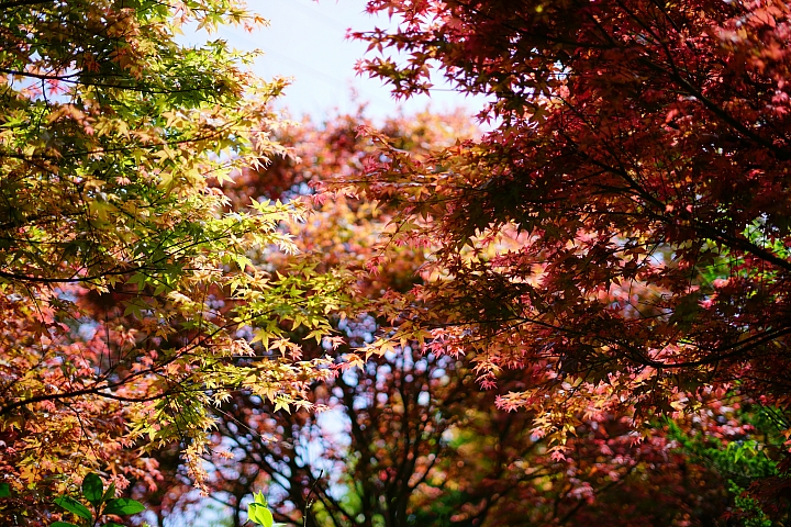 FE首顆平價大光圈鏡頭登場‧Sony FE 50mm f/1.8