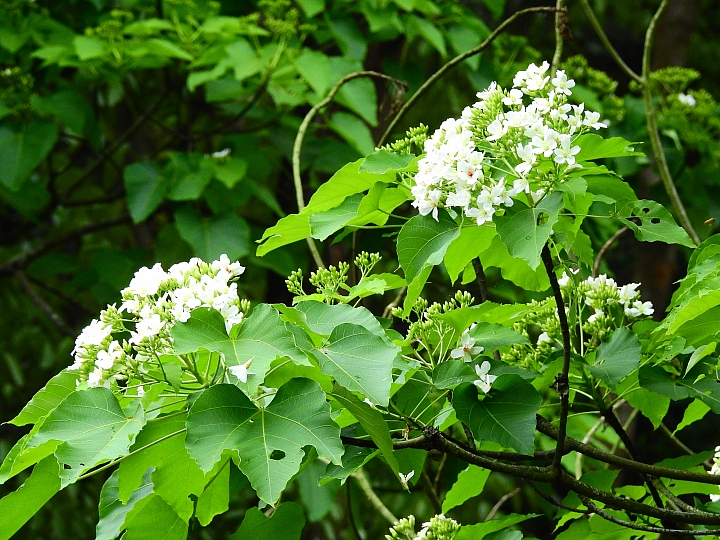 來涼山瀑布吧!油桐花兒開開正漂亮!