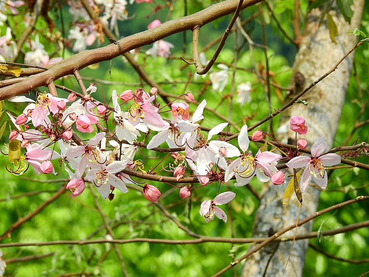 泰國櫻花花旗木,桃花陣雨綻放六龜天台山黃金寶殿。