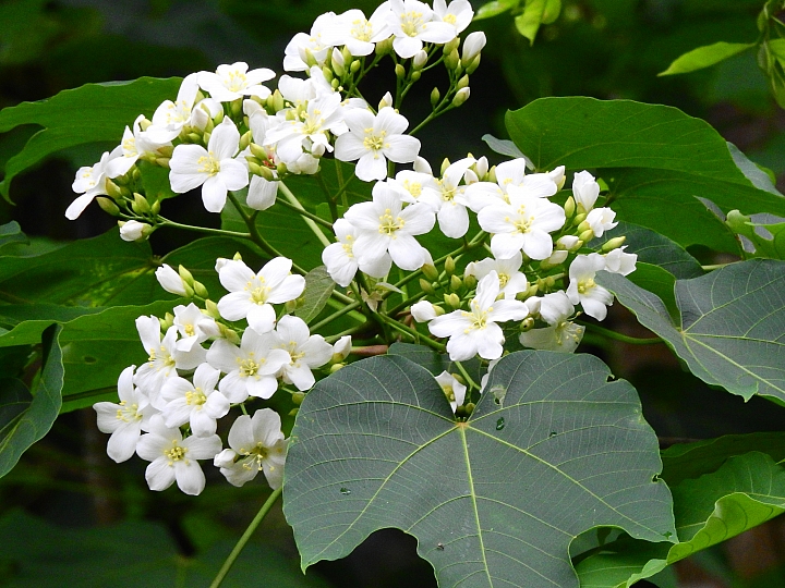 來涼山瀑布吧!油桐花兒開開正漂亮!