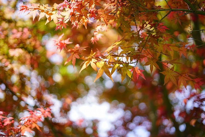 FE首顆平價大光圈鏡頭登場‧Sony FE 50mm f/1.8