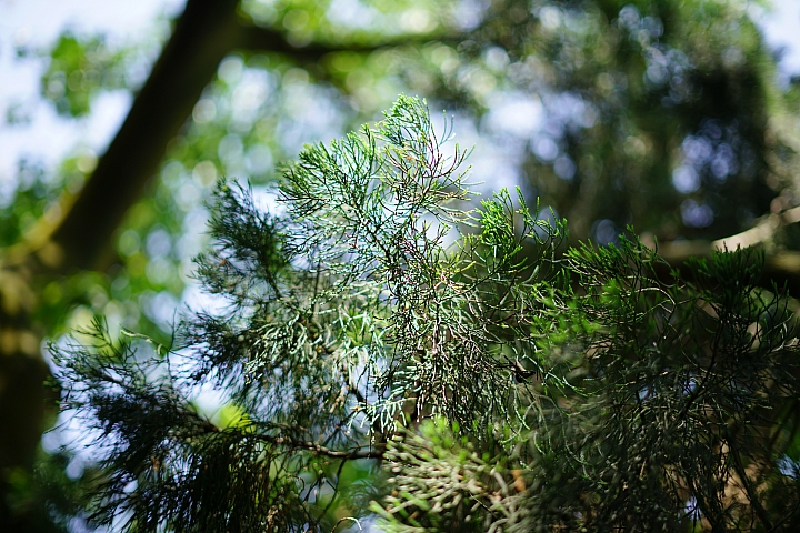 FE首顆平價大光圈鏡頭登場‧Sony FE 50mm f/1.8