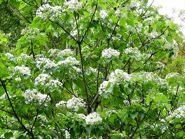 來涼山瀑布吧!油桐花兒開開正漂亮!