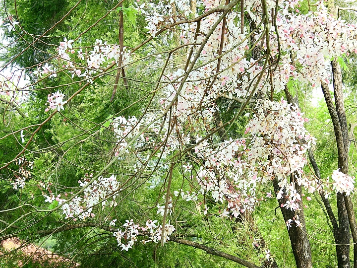 泰國櫻花花旗木,桃花陣雨綻放六龜天台山黃金寶殿。
