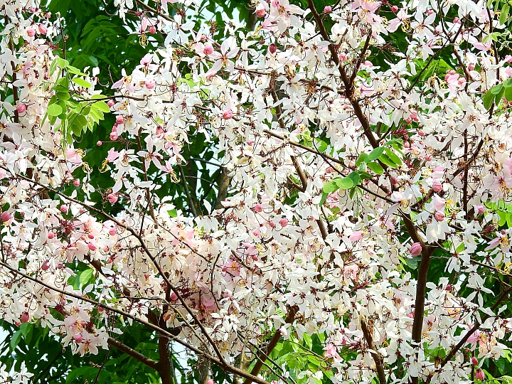 泰國櫻花花旗木,桃花陣雨綻放六龜天台山黃金寶殿。