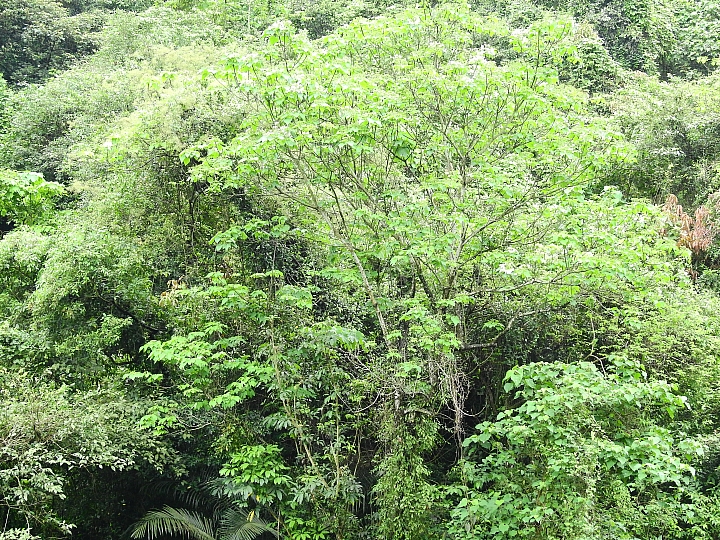 來涼山瀑布吧!油桐花兒開開正漂亮!