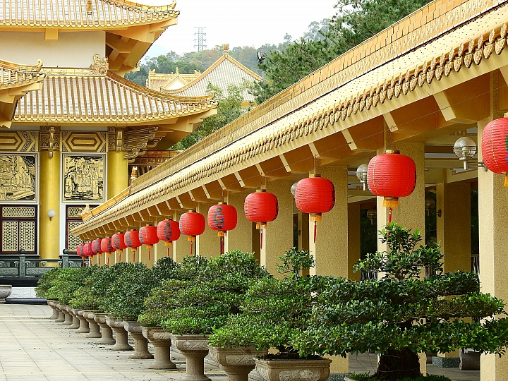 泰國櫻花花旗木,桃花陣雨綻放六龜天台山黃金寶殿。
